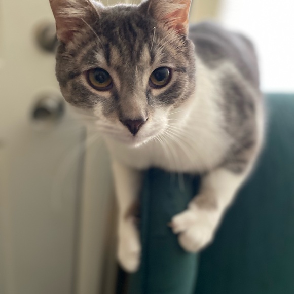 Meet your Posher, Shey (aka, @1modestbeauty) - Picture 10 of 10